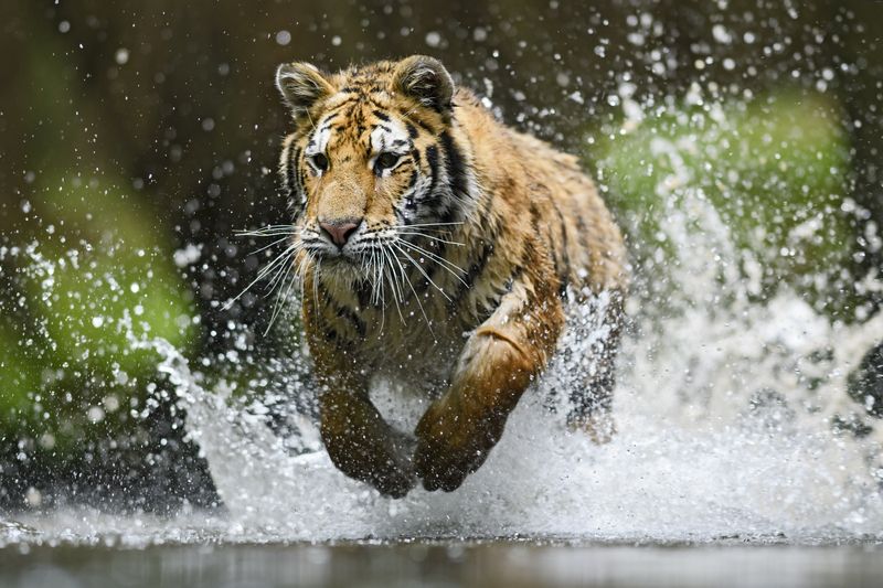 Tiger in Sibirien